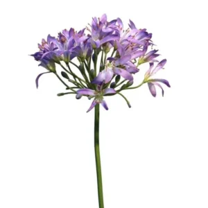 Agapanthus Paars 80cm