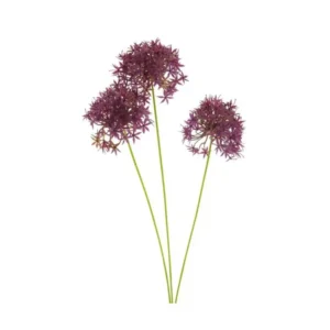 Allium Fuchsia 60cm