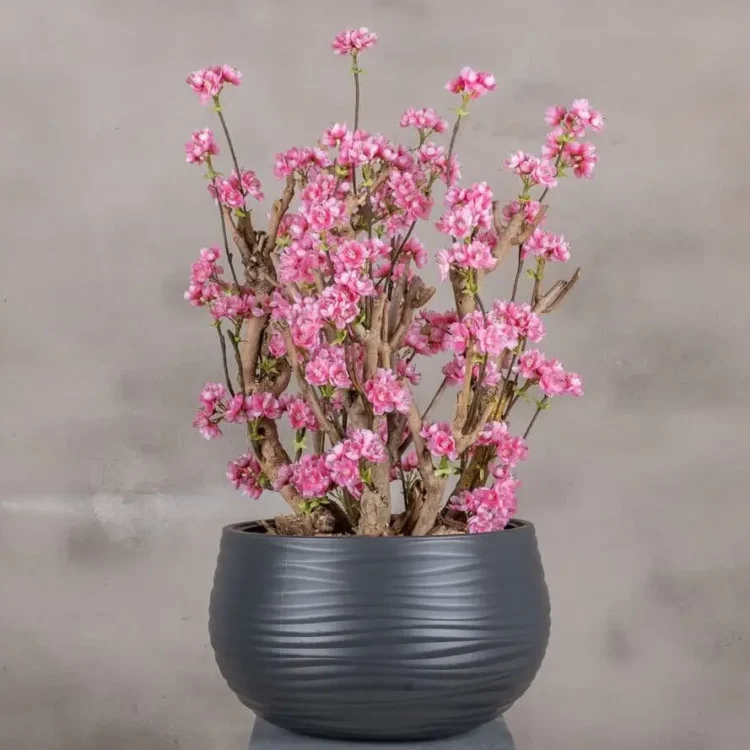 Appelbloesemstruik Else Felroze 65cm (1)