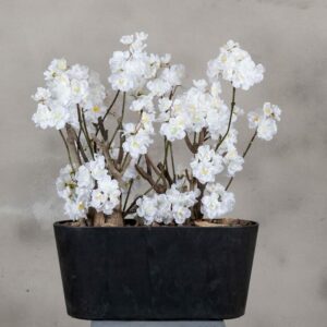 Appelbloesemstruik Jolande - Wit - 50cm