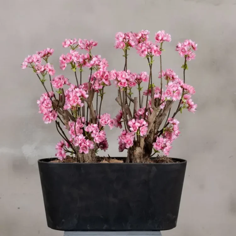 Appelbloesemstruik Marlene Felroze 50cm vooraanzicht