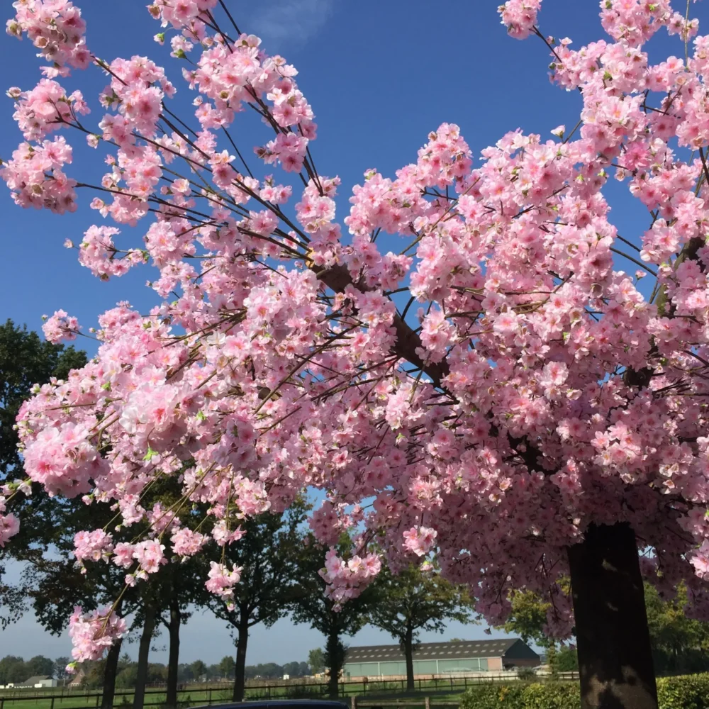 Bloesemboom op maat buiten