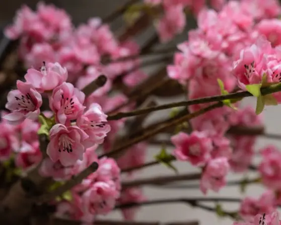 Bloesemstruik Charlotte Felroze 70cm detailfoto (4)