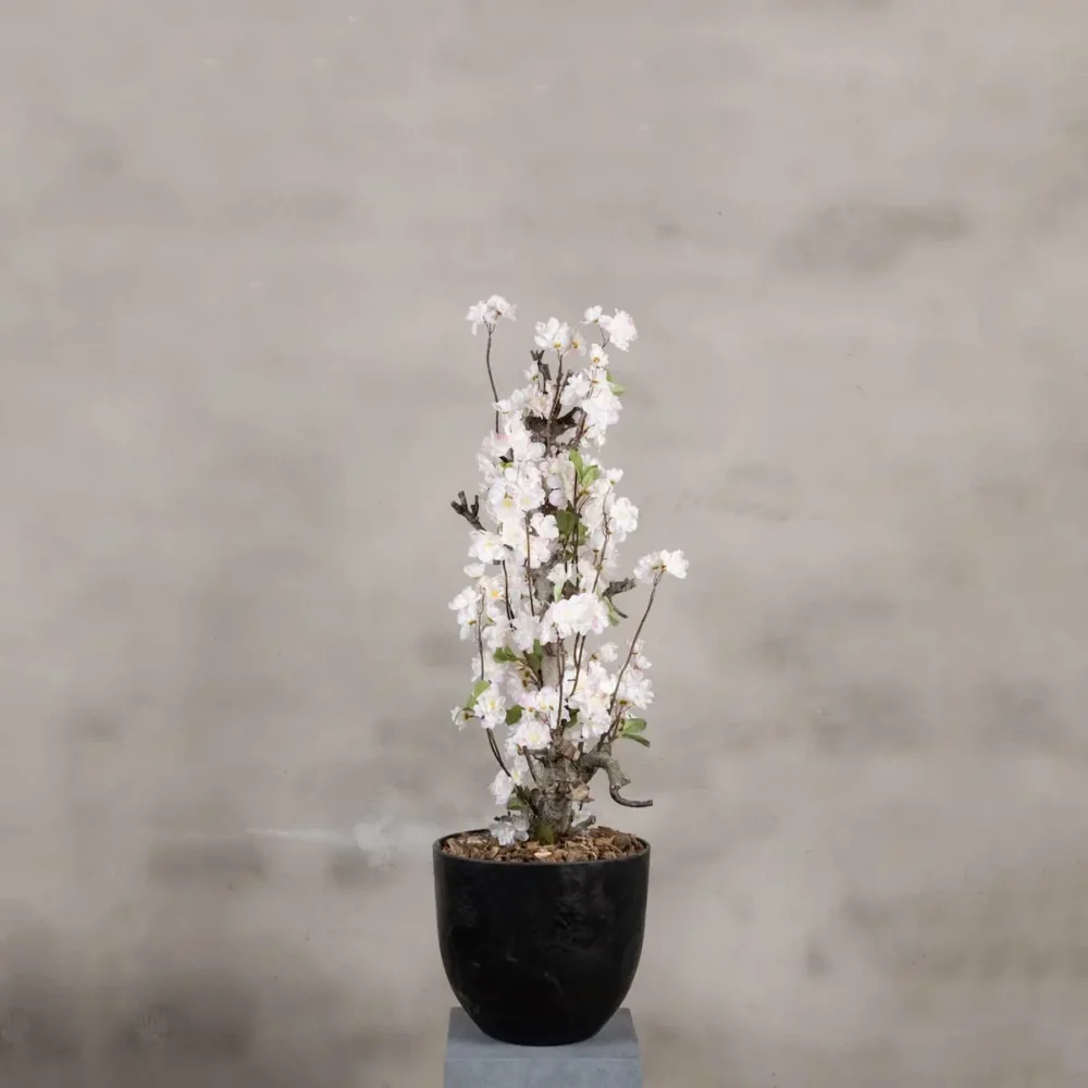 Bloesemstruik Juliette Wit 70cm