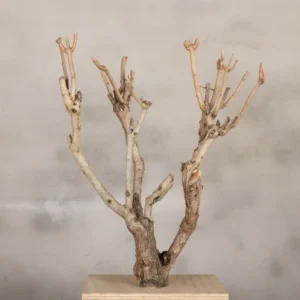 Decoboompje Naturel 50-60cm (1)