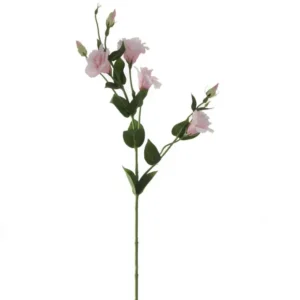 Eustoma Roze 80cm