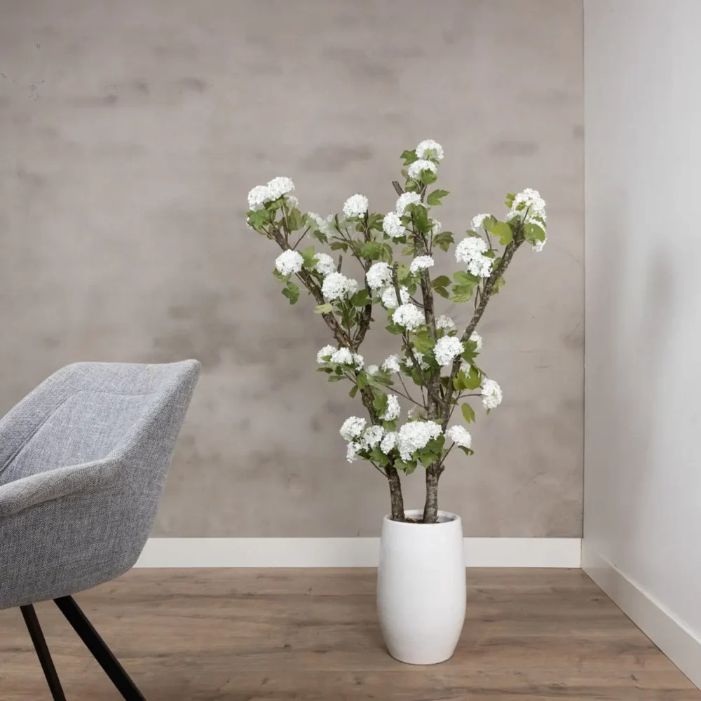 Schneeball-Hortensie weiß