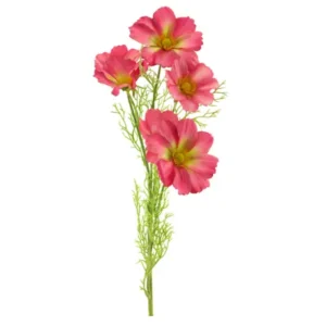 Kunst Cosmos Bibi Felroze 75cm