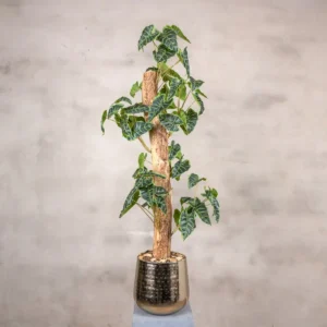 Kunstplant Alocasia 100 cm (1)
