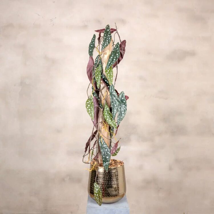 Kunstplant Stipbegonia