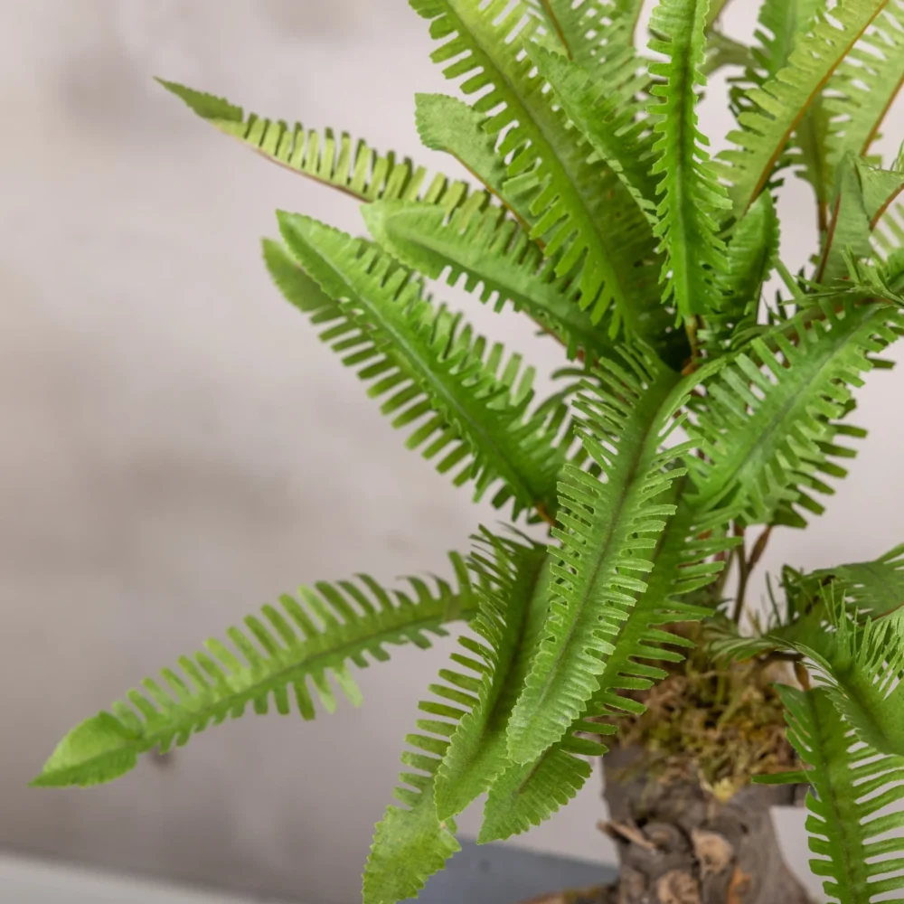 Mini Varenboompje grof (3)