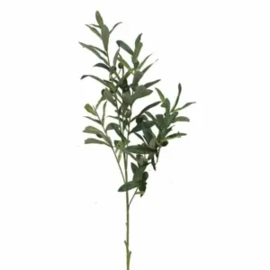Olijftak 70cm