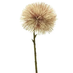 Taraxacum Roze 45cm